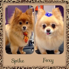 FOXY & SPIKE